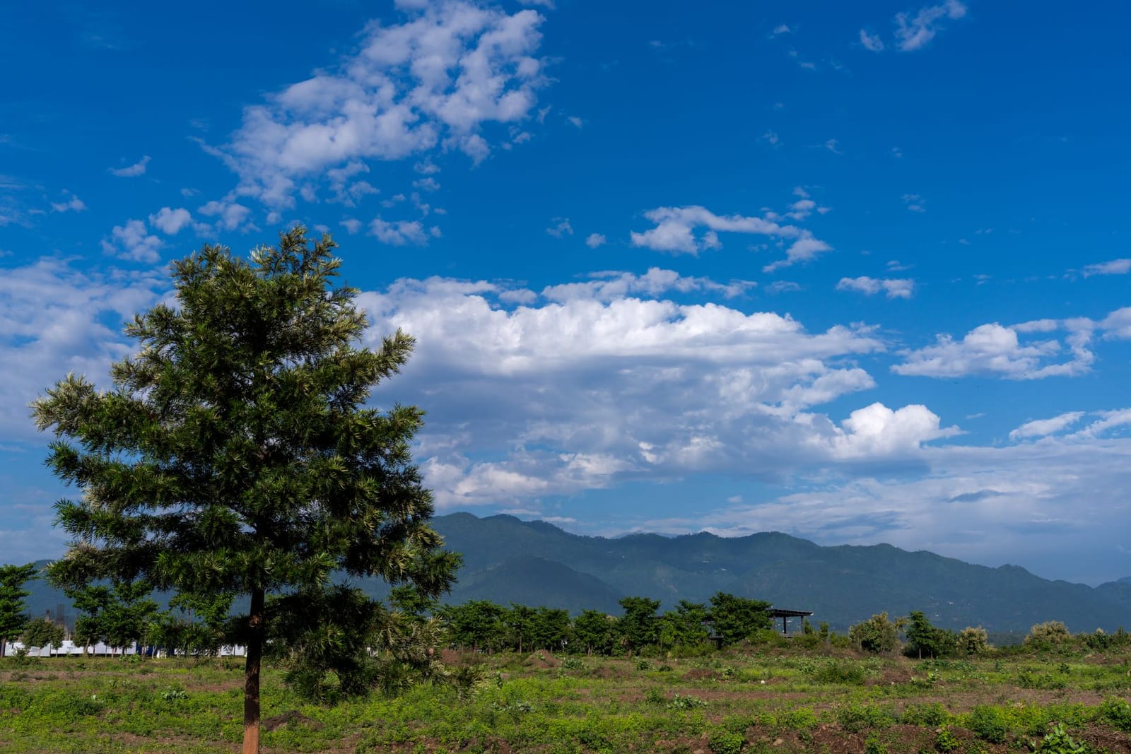 Photograph of a lone tree on open land at Trident Hills, Pinjore, with the Shivalik hills under a blue sky